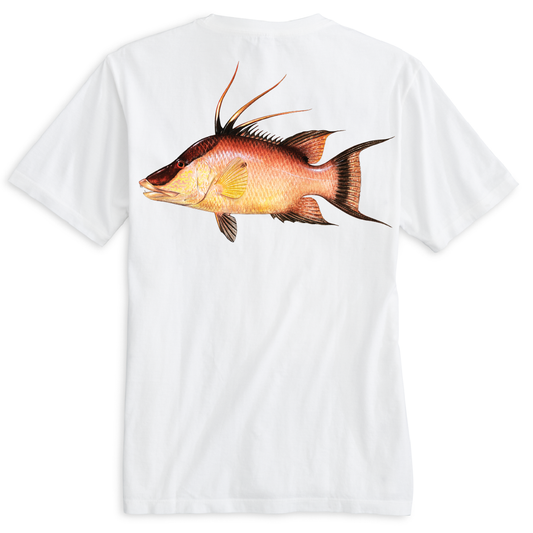 Key West, FL Hogfish